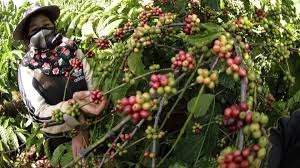 Cơ hội cho cà-phê Việt thâm nhập thị trường Thụy Điển