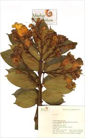 Image result for Markhamia lutea