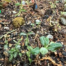 Image result for Goodyera afzelii