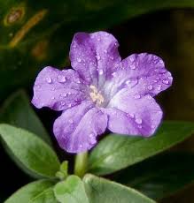 We did not find results for: Rainforest Flower Rainforest Flowers Flowers Names And Pictures Rainforest Plants