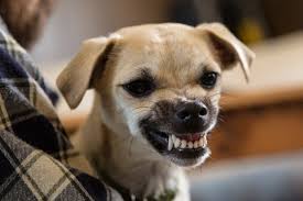 Image result for Dog Bite