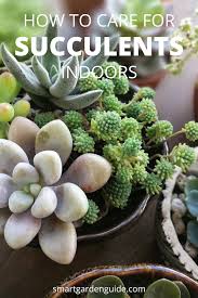 How To Care For Succulents Indoors Succulent Care Guide This Article Covers All You Need To Know About Growing Su Succulents Succulent Care Succulents Indoor