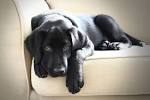 Black Dog Breeds with Picture & Comprehensive Breed Profiles
