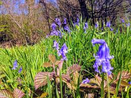 Leigh woods, is a national nature reserve and sssi, on the outskirts bristol. Leigh Woods Dog Walk Easy Woodland Walk Wanderers Of The World