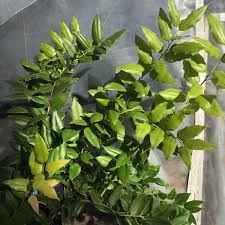 Image result for Agarista