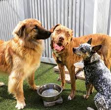 The rhodesian boxer is a cross between the rhodesian ridgeback and the boxer. Dog For Adoption 1 Bentley A Rhodesian Ridgeback Pit Bull Terrier Mix In Long Beach Ca Petfinder