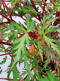 Image result for Begonia sutherlandii