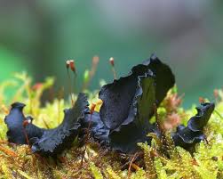 Aunque se parece a la seta blanca, es más peligroso y ataca. Pin En Hongos Mushrooms