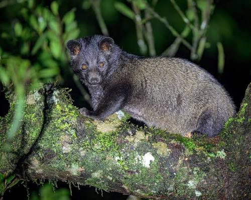 African palm civet spotted in Marakissa area