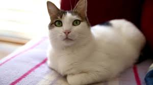 Disi Kedi Vs Erkek Kedi Kedi Sahiplenmeden Once Mutlaka Izleyin Youtube