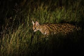 Characteristics, history, care tips, and helpful information for pet owners. Wild Facts Sabi Sabi Private Game Reserve The Serval