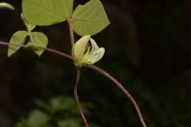 Image result for Macrotyloma tenuiflorum