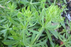 Check spelling or type a new query. Galium Aparine Weeds Of Australia