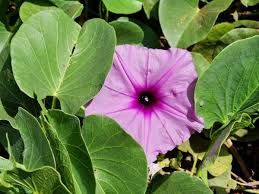 Image result for Ipomoea sinensis