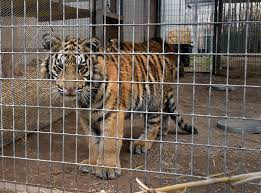 The Problem With Exotic Animal Ownership In America The Independent The Independent