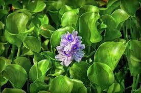 Water Hyacinth By Hanny Heim Water Hyacinth Water Plants Floating Plants