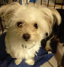 Havanese, havanese puppies, show and companion, akc, ckc, dog handling. Orlando Fl Havanese Meet Butters A Pet For Adoption