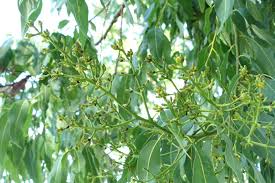 Image result for Eucalyptus torelliana