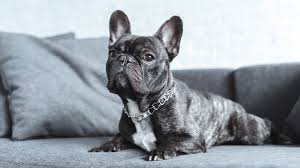 6 special considerations for french bulldogs. Best Treats For French Bulldogs Top Dog Treats For Training Bulldogs Alpha Pets Uk
