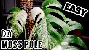 Easy Diy Moss Pole Youtube Plant Care Indoor Plant Care Easy Diy