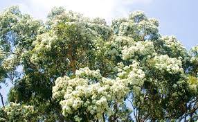 It bears large, showy flowers, almost through the year, on the trunk and not on branches like most other trees. Top Ten Gum Trees Burke S Backyard