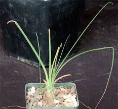 Image result for Ornithogalum pulchrum