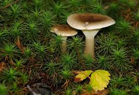 Image result for Clitocybe multiceps