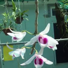 Eo di e seo tek si rul tha yo. Chai Giá»'ng Phi Ä'iá»‡p Am Báº¯c Kan Gia Chá»‰ 168 000Ä' Mua Ngay Káº»o Háº¿t Store Salezone Vn