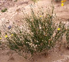 Image result for Menodora