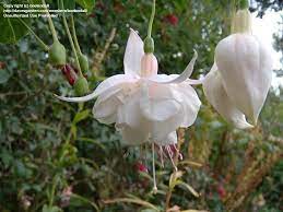 Fuchsia White King Moon Garden Fuchsia Flowers