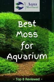 8 Best Moss For Aquarium Reviewed Aqua Movement Freshwater Aquarium Plants Diy Aquarium Fresh Water Fish Tank