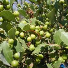 Image result for Searsia dentata