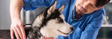 We also have a number of corporate partners, which you can read more about here. Why Vet Recommendations Are Important Hill S Pet