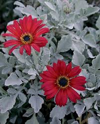 Image result for Artabotrys stolzii