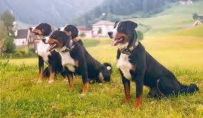 Here are some things to know about entlebucher mountain dog puppies: Appenzeller Sennenhund Prospecierara
