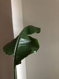 Bird Of Paradise Plant Leaves Curling And Turning Brown Houseplants Forum Birds Of Paradise Plant Leaf Curl Garden Org
