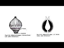 Williamsonia was originally described as zamia gigas by william crawford williamson. Bsc Part 1 Paper 3 Williamsonia A Fossil Plant Copy Youtube