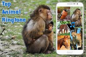 Animal Sounds Ringtones Free Download That Brings The Mighty Jungle To You Animal Sounds The Mighty Jungle Animals