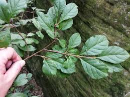 Image result for Mitragyna rubrostipulata
