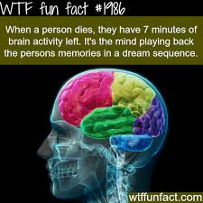 What Happens To Your Brain When You Die Wtf Fun Facts Fun Facts Facts
