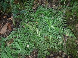 Image result for Asplenium