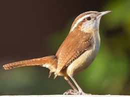 Backyard Birds Of Southern Illinois Carolina Wren Bird Species Backyard Birds Wren