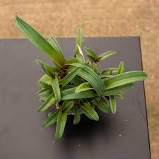 Image result for Cyanotis lanata