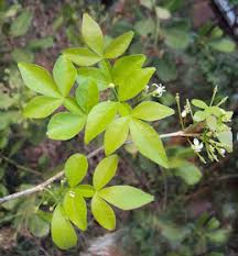 Image result for Toddalia crenulata