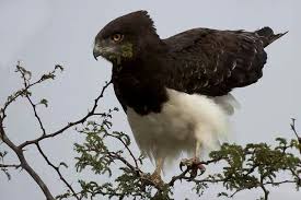 Small Birds Of Prey South Africa Black Chested Snake Eagle Eagle Power Animal Birds Of Prey