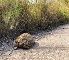 Zugleich wachsen arbeitslosigkeit, soziale not und hunger. Corona News Mallorca Ebike Mallorca