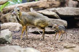These tiny browsers are crepuscular feeders, meaning that. Mouse Deer Zooborns