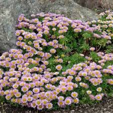 Image result for Erigeron karvinskianus