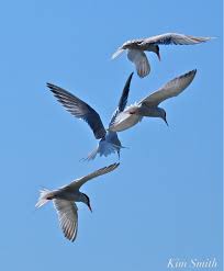 Least Tern Kim Smith Designs