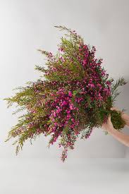 Image result for Burttia